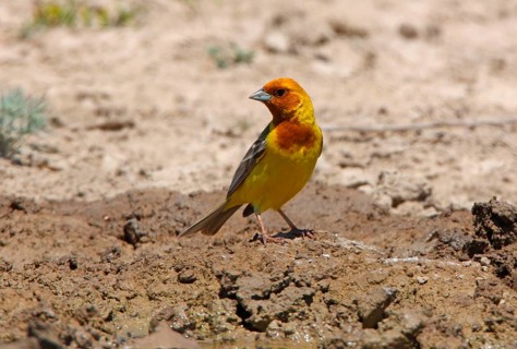 Red-headed Bunting