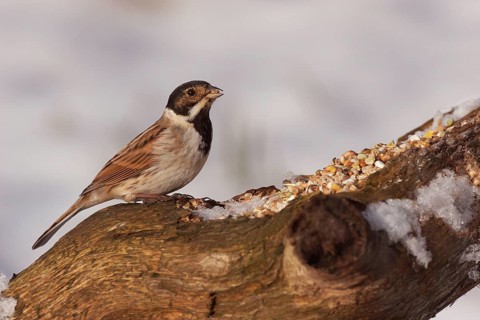 Reed bunting