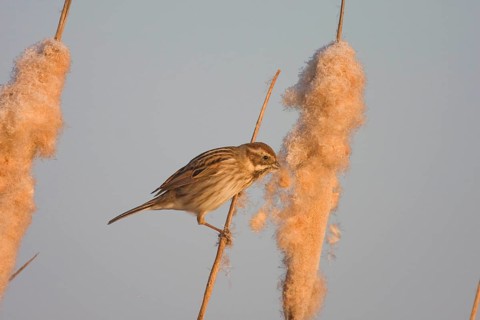 Reed bunting