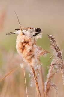 Reed Bunting