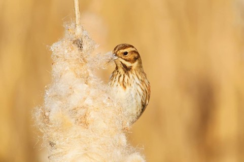 Reed Bunting