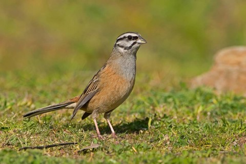 Rock bunting