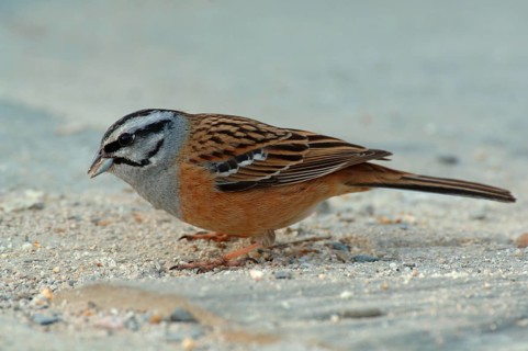 Rock Bunting