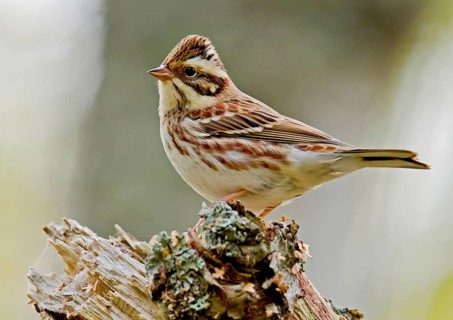 Rustic bunting
