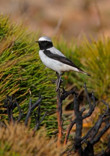 Atlas Wheatear