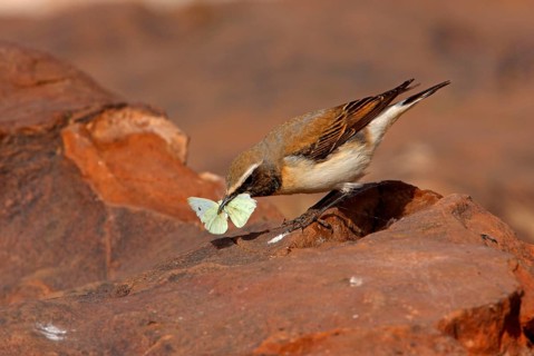 Seebohm's wheatear