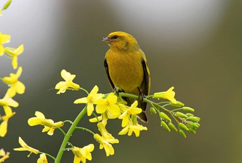 Yellow-crowned Canary