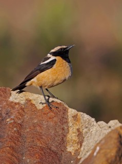 Buff-streaked Chat