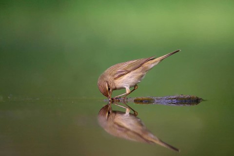 Chiffchaff