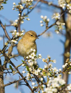 Chiffchaff
