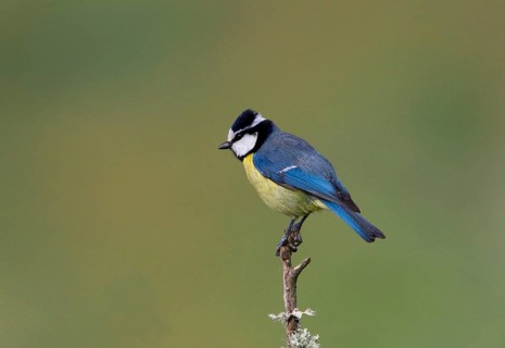 Parus teneriffae ultramarinus
