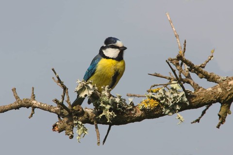 Parus teneriffae ultramarinus