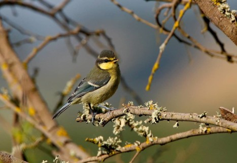 Parus teneriffae ultramarinus