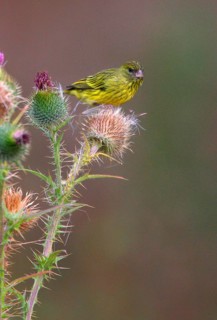 Dendrospiza citrinelloides