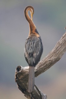 African Darter