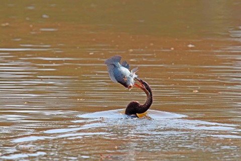 African darter