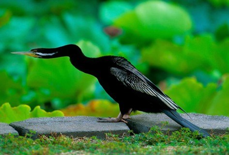 Melanogaster