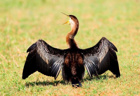 Melanogaster
