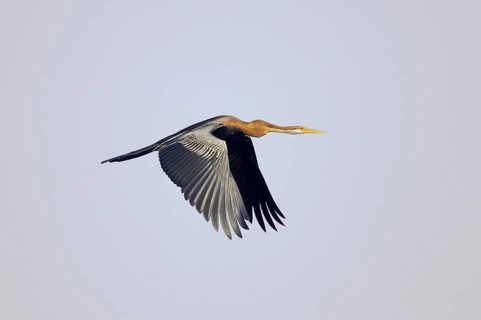 Melanogaster