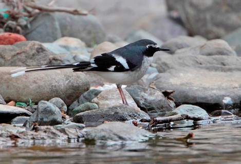 Slaty-backed Forktail