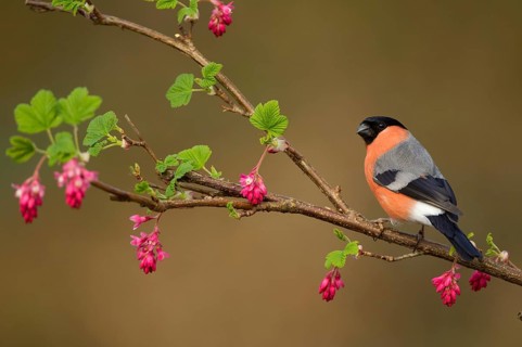 Adult male eurasian bullfinch