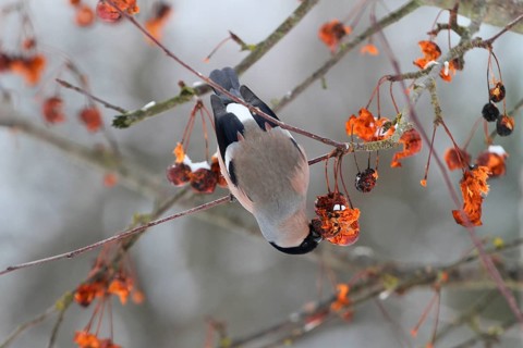 Eurasian Bullfinch