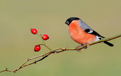 Eurasian eurasian bullfinch