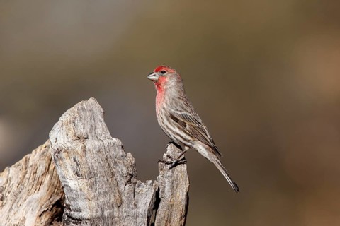 House finch
