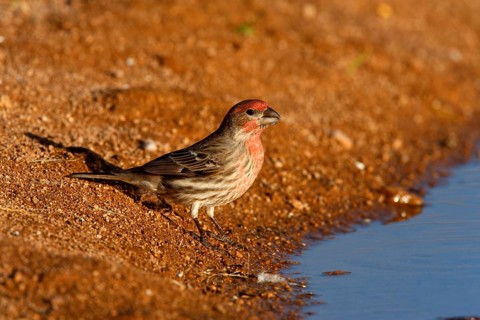 House finch