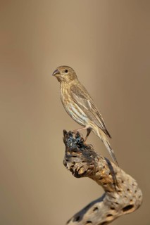 House finch