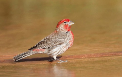 House finch