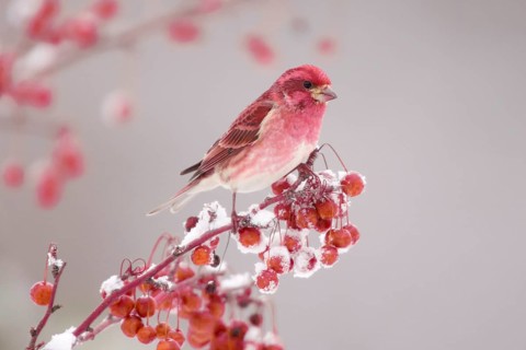 Purple purple finch