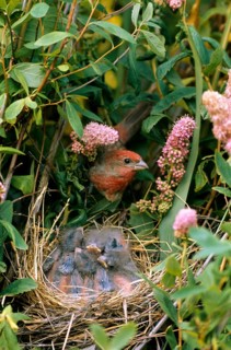 Common rosefinch