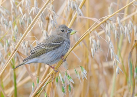 Common rosefinch
