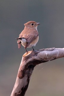 Red-breasted Flycatcher