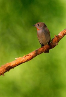 Ficedula albicilla