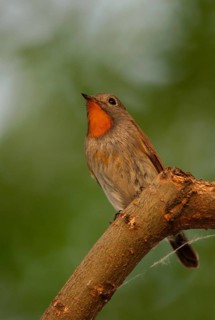 Ficedula albicilla
