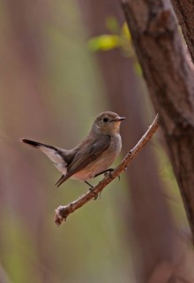 Ficedula albicilla
