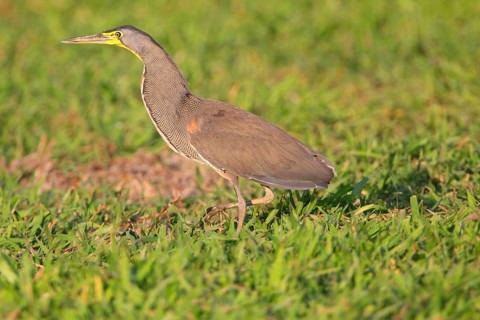 Bare-throated Tiger-heron
