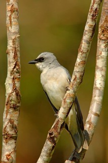 Cuckoo Shrike