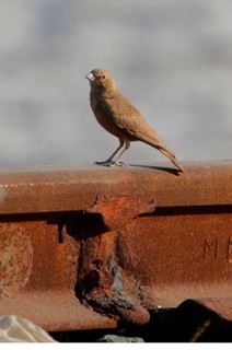 Adult rufous-tailed lark