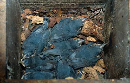 Eurasian nuthatch