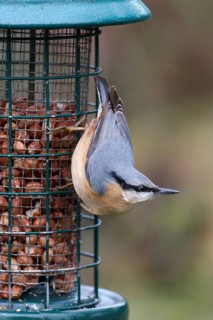 European eurasian nuthatch