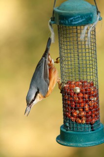 European eurasian nuthatch