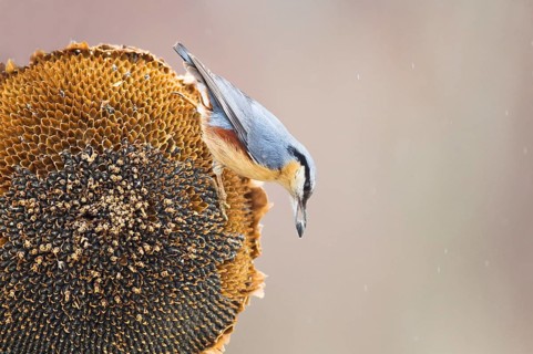 European Nuthatch