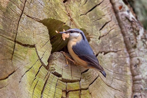 European eurasian nuthatch