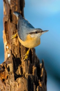 European eurasian nuthatch
