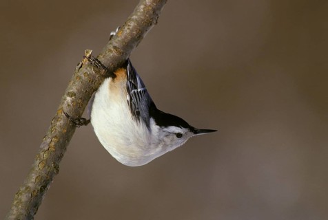 White-breasted nuthatch