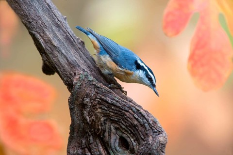 Red-breasted nuthatch