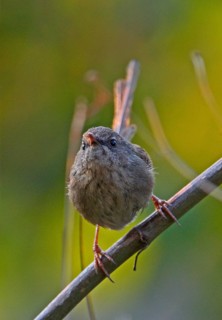 Hill Prinia